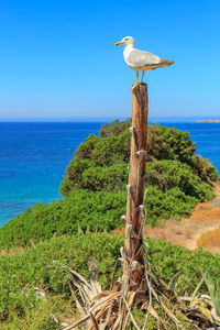 Bird perching on tree by sea against clear blue sky