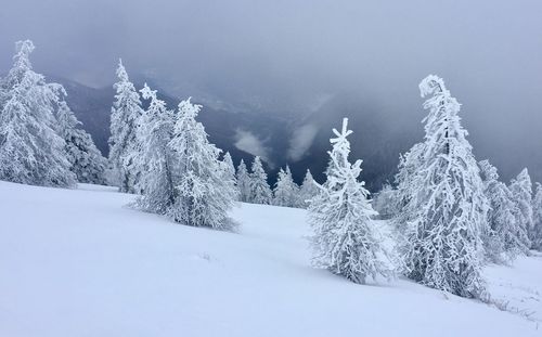 Snow covered trees against sky