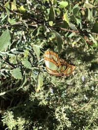 Close-up of butterfly on plant