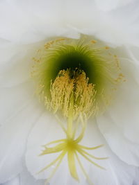 Close-up of yellow flower