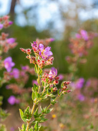 Close-up of pink flowering plant in park