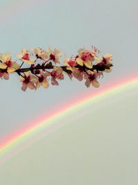 Low angle view of flowers blooming on tree against sky