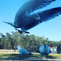 Seagulls flying against the sky