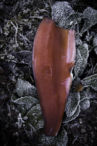 High angle view of fish on rock