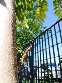 Low angle close-up of mantis climbing up tree