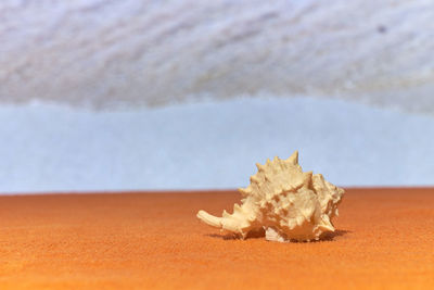 Close-up of crab on beach