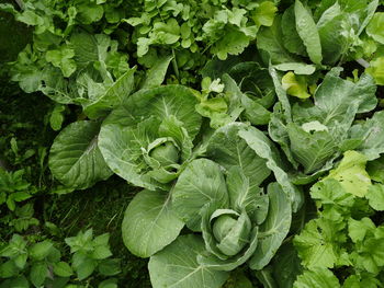 Close-up of fresh green leaves