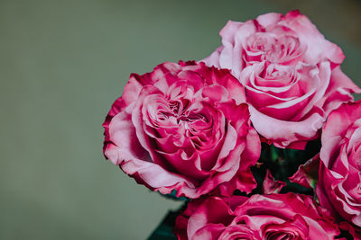 Close-up of rose bouquet against white background