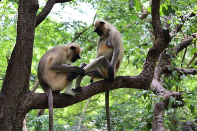 Monkey sitting on tree in forest