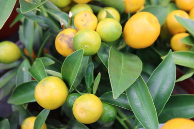 Close-up of oranges growing on tree