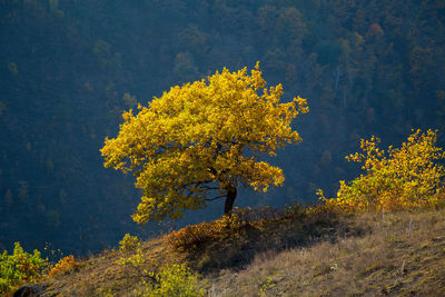 Yellow flowering plant against trees during autumn