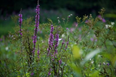 Close-up of purple flowers