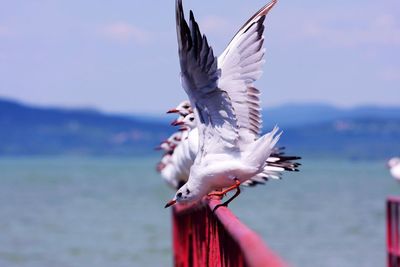 Seagull flying over water