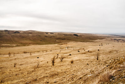 Panoramic rural scene with distant animals grazing