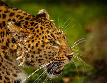 Close-up side view of cheetah