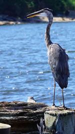 High angle view of gray heron perching on shore