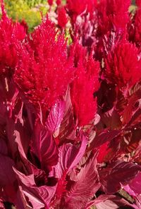 Full frame shot of red flowers