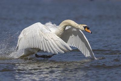 View of swan in lake