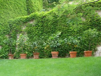 Trees growing in a park