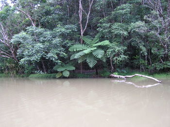 Reflection of trees in water