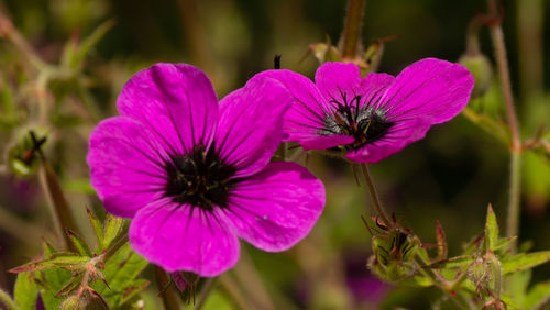 Close-up of pink flowering plant