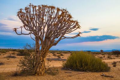 Dead tree on desert against sky