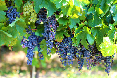 Close-up of grapes growing in vineyard