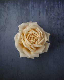 Directly above shot of white rose against black background