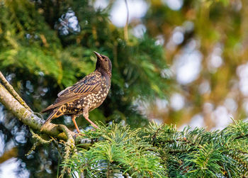 Close-up of bird perching on branch