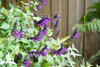 Close-up of purple flowering plants