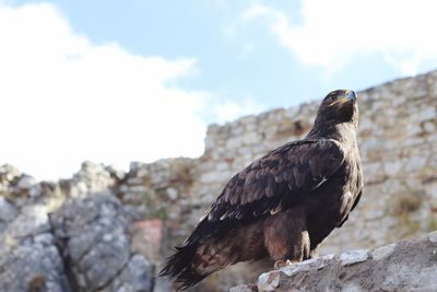 Low angle view of eagle perching on rock against sky