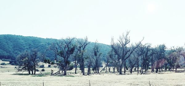 Trees on landscape against clear sky