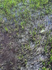 Close-up of plants growing on field