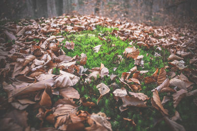 Close up green moss in fallen leaves concept photo