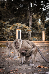 Monkey sitting on field