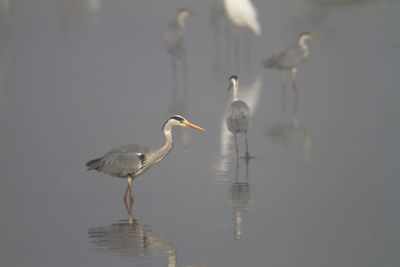 Bird perching on a lake