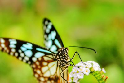 Close-up of butterfly on flower