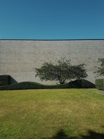 Tree on field against clear blue sky