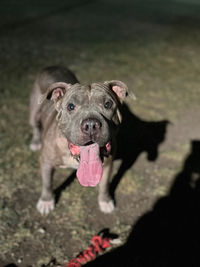 pet