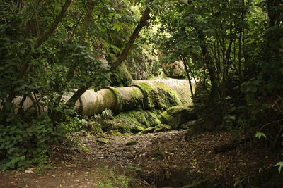 Trees in forest