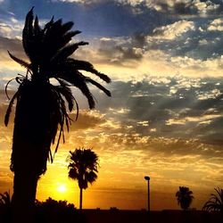 Silhouette of palm trees at sunset