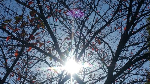 Low angle view of trees against sky