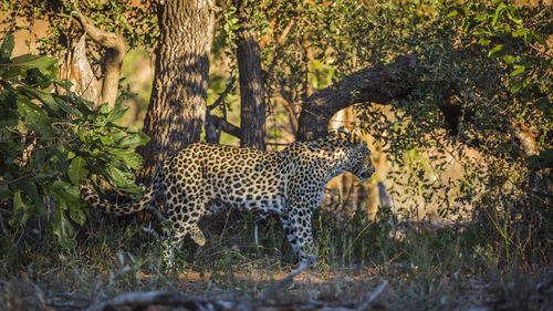 View of cat in forest