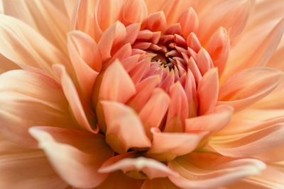 Close-up of pink dahlia blooming outdoors