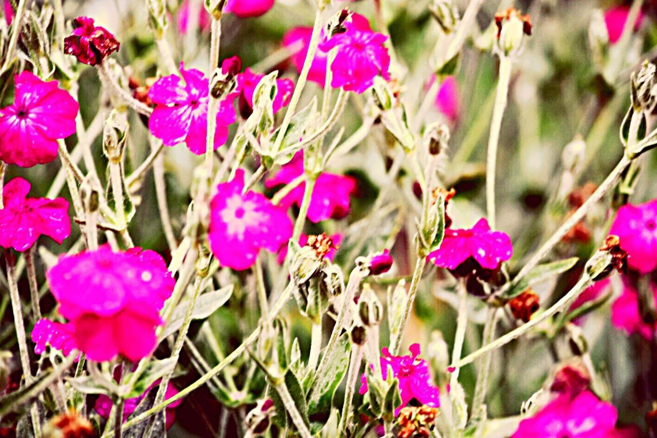 Pink Flowers in Bloom