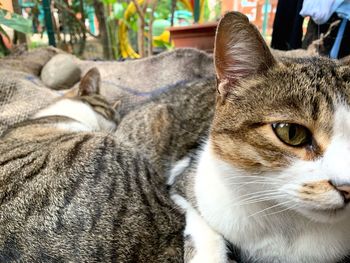 Close-up of a cat looking away