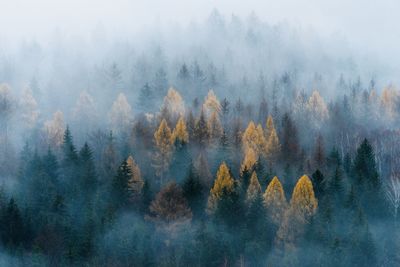 Pine trees in forest during foggy weather