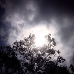 Low angle view of silhouette trees against sky