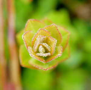 Close-up of rose flower