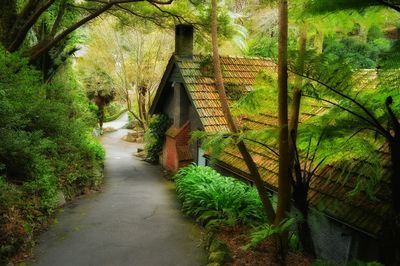 Narrow walkway along trees in park